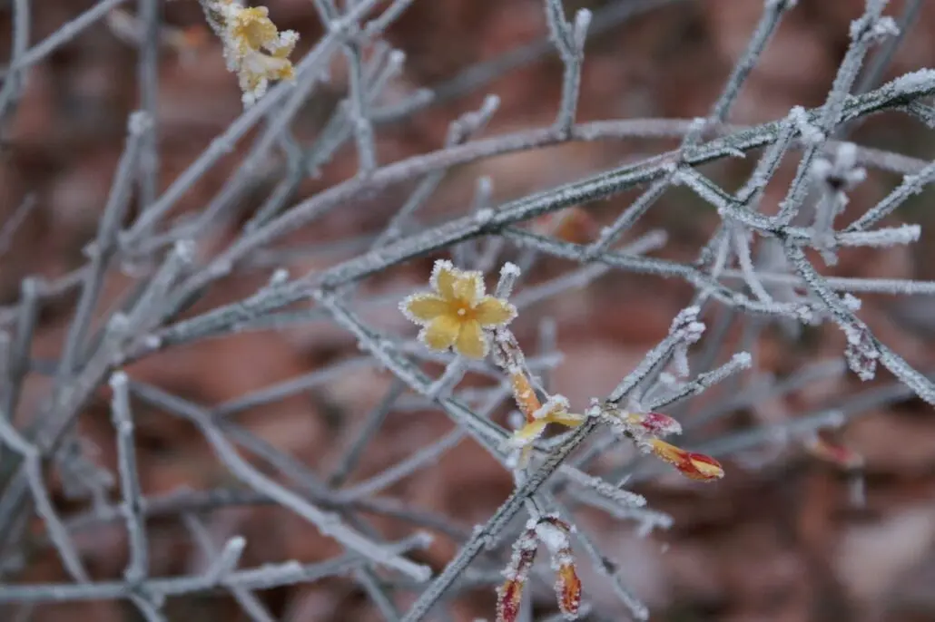 Winterjasmin, Digitalfotografie, 2017